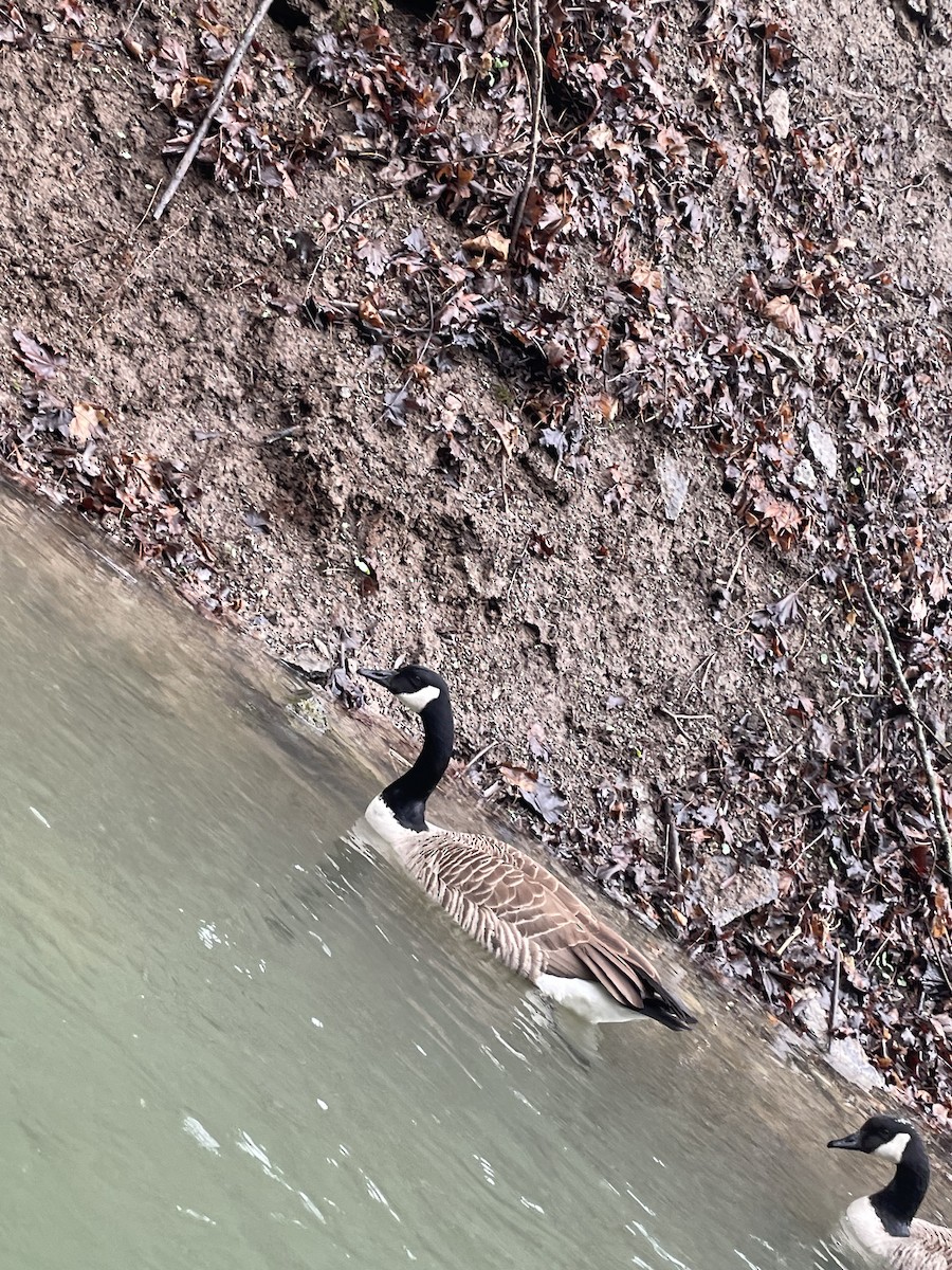 Canada Goose - ML634851693