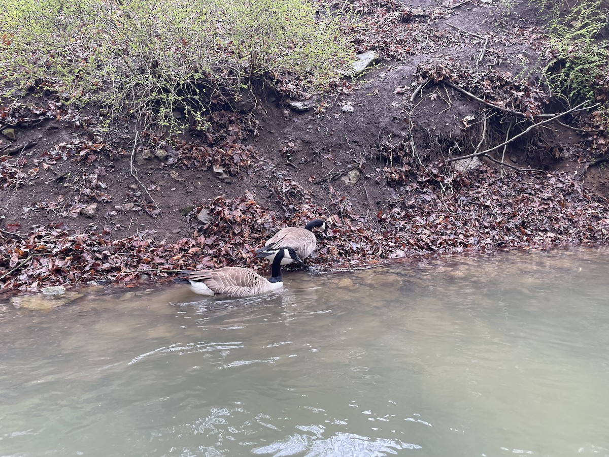 Canada Goose - ML634851694