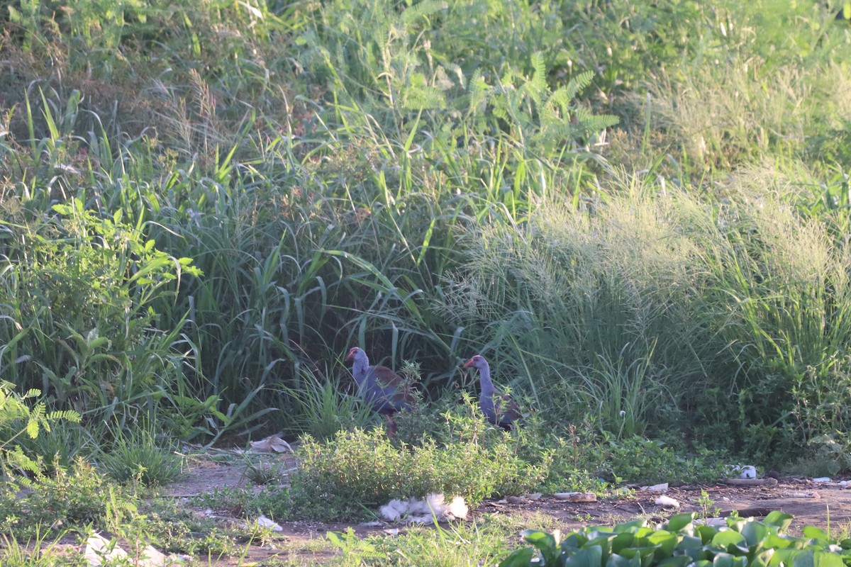 Philippine Swamphen - ML634851699