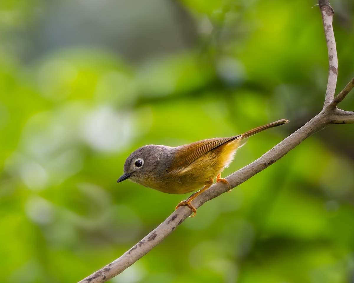 Huet's Fulvetta - ML634851700