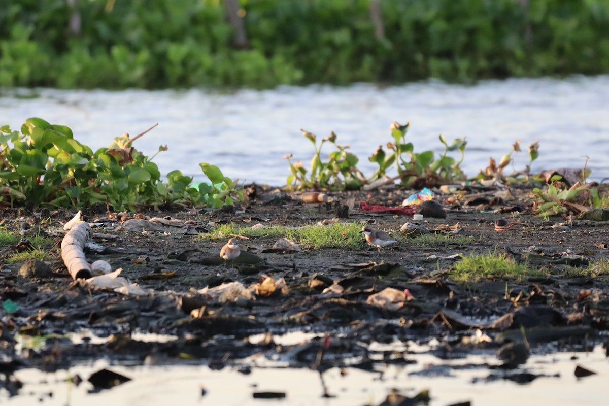 Siberian Sand-Plover - ML634851748