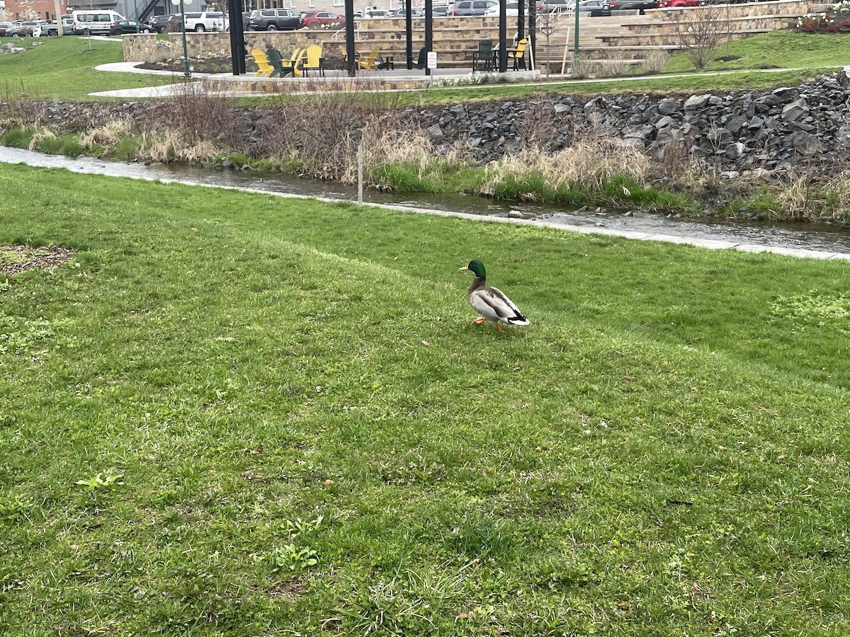 Mallard - ML634851753