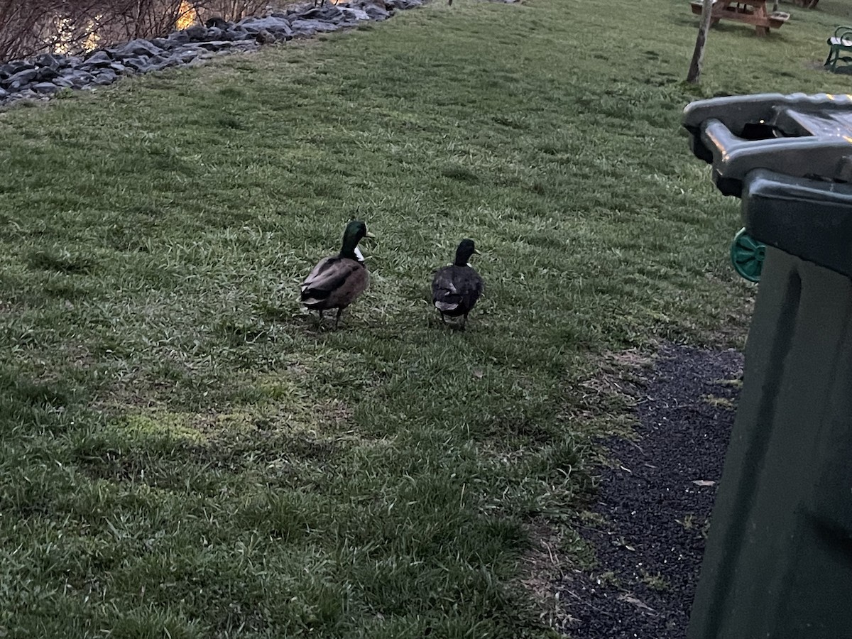 Mallard (Domestic type) - ML634851760