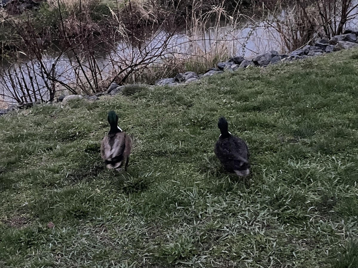 Mallard (Domestic type) - ML634851761