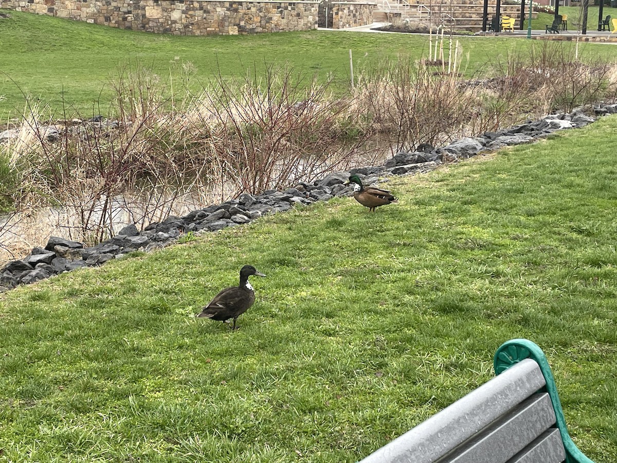 Mallard (Domestic type) - ML634851762