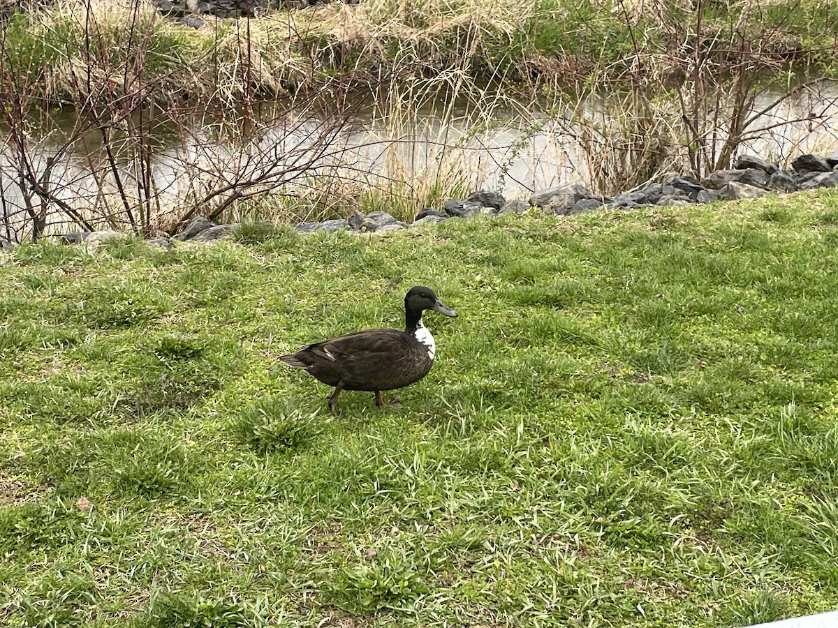 Mallard (Domestic type) - ML634851763