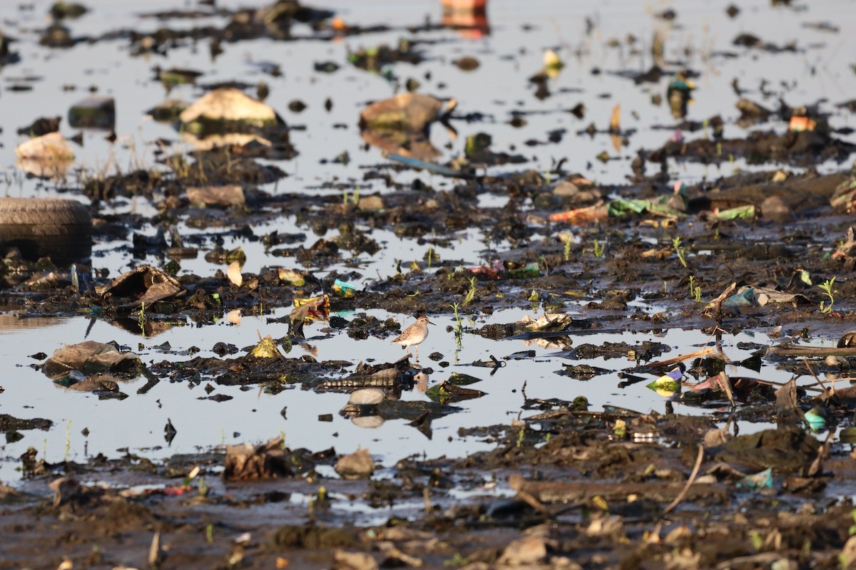 Long-toed Stint - ML634851771