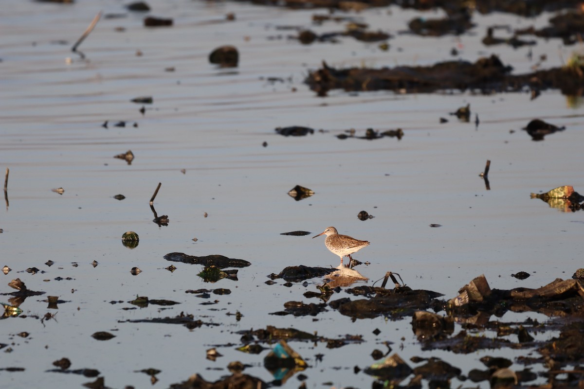 Common Redshank - ML634851774