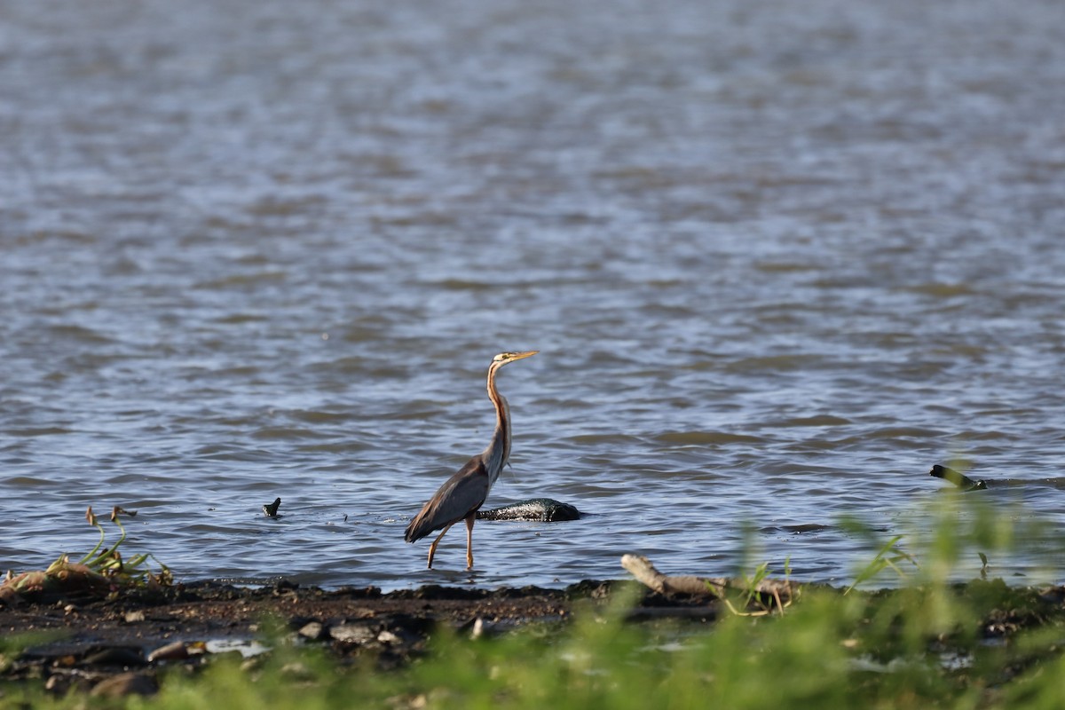 Purple Heron - ML634851784