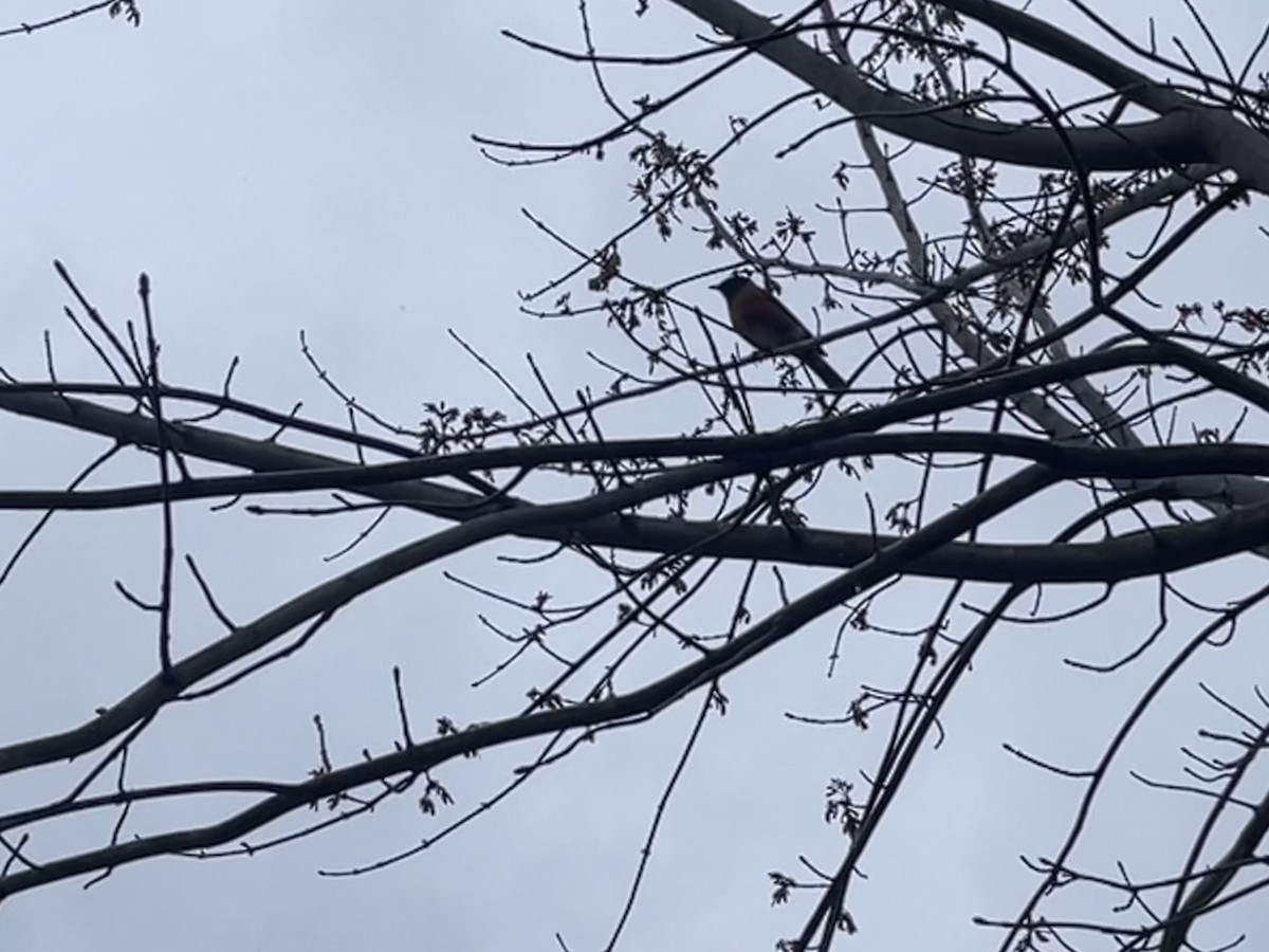 American Robin - ML634851785
