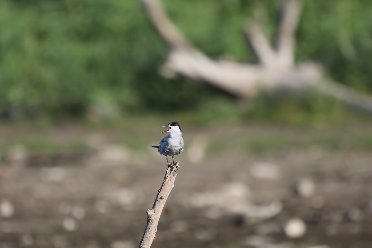 Whiskered Tern - ML634851795