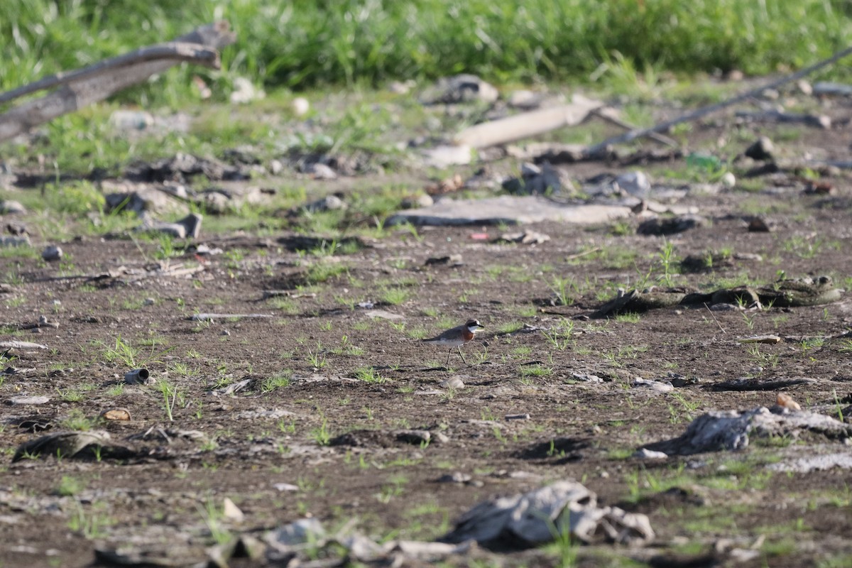 Siberian Sand-Plover - ML634851808