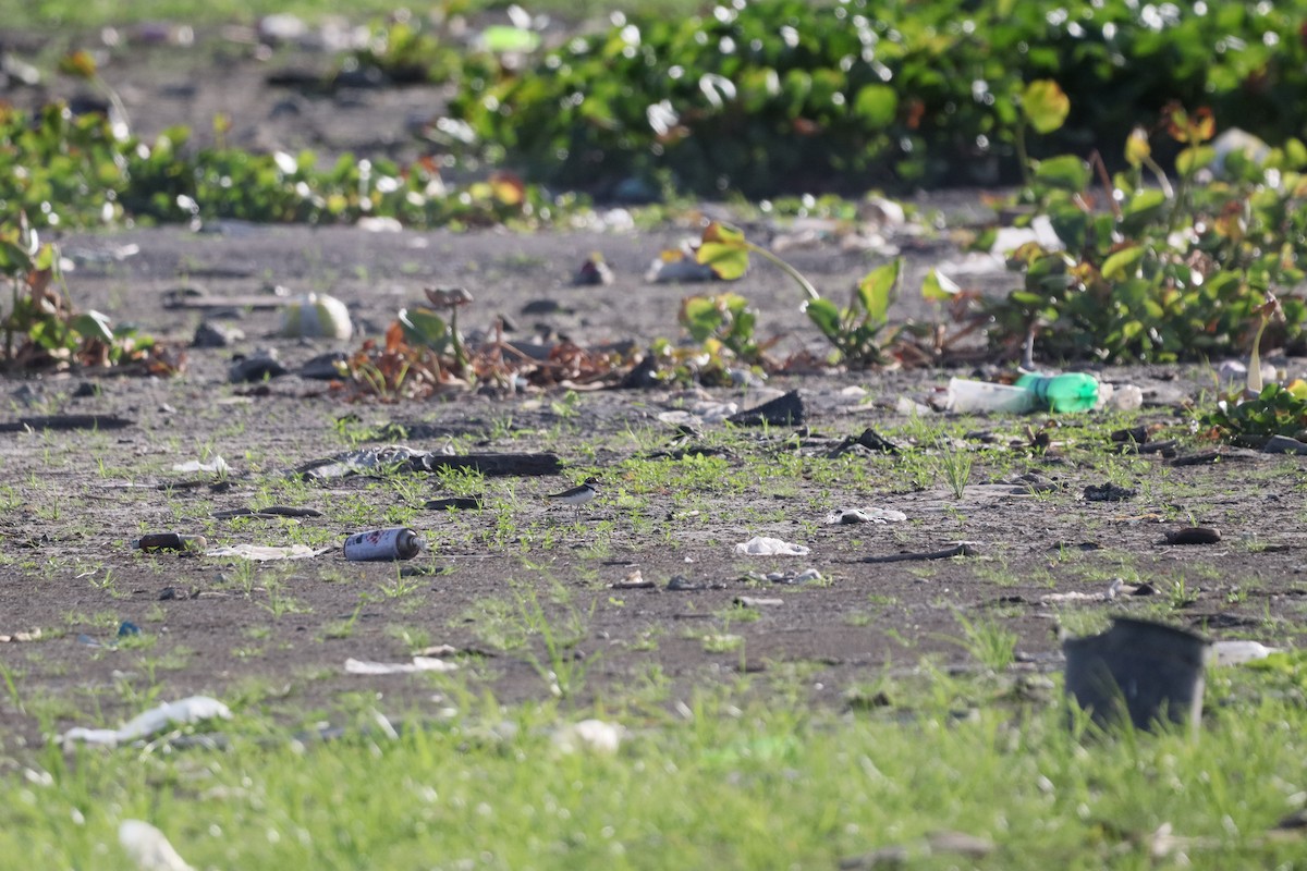 Little Ringed Plover - ML634851819