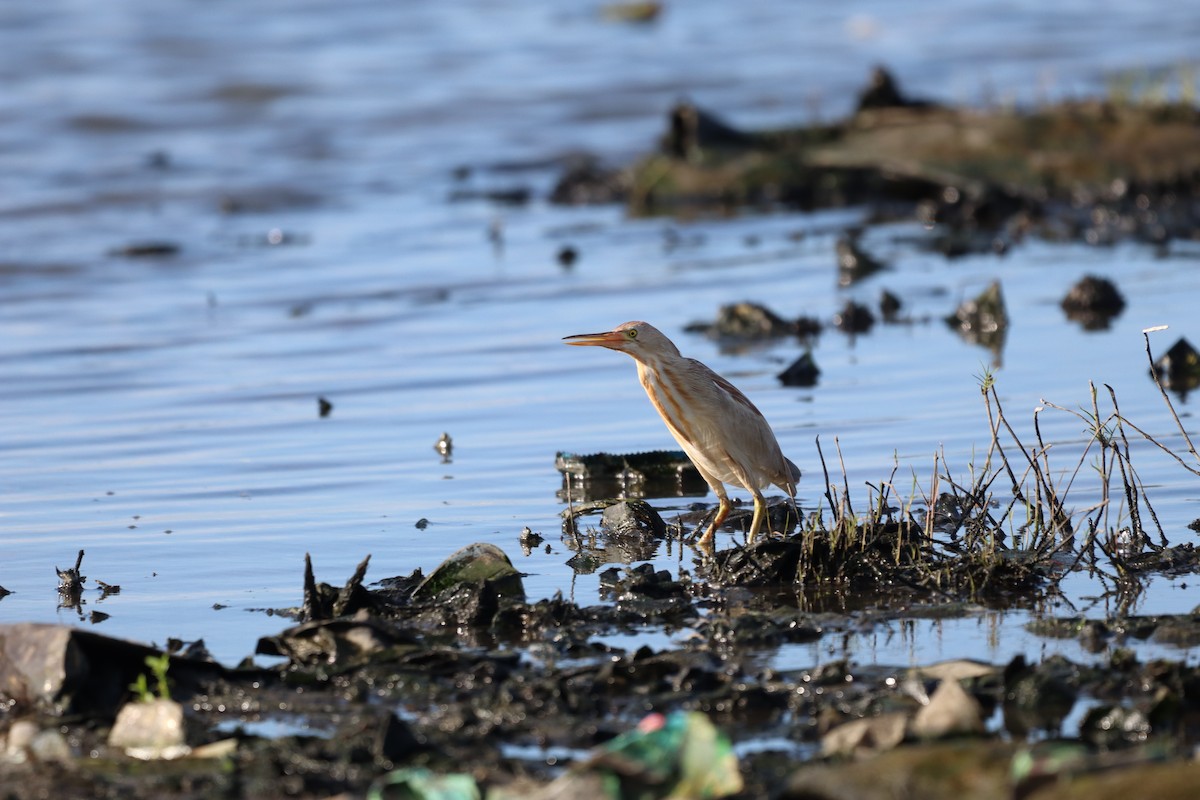 Yellow Bittern - ML634851827