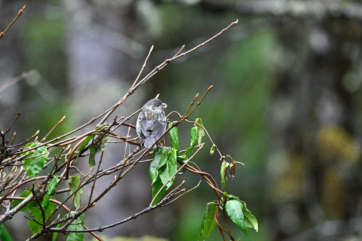 Three-banded Rosefinch - ML634851906