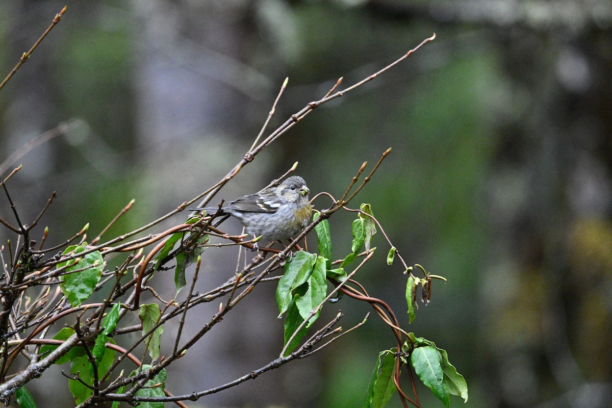 Three-banded Rosefinch - ML634851908