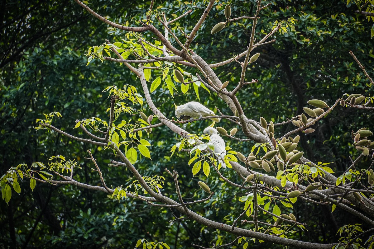 Yellow-crested Cockatoo - ML634851920
