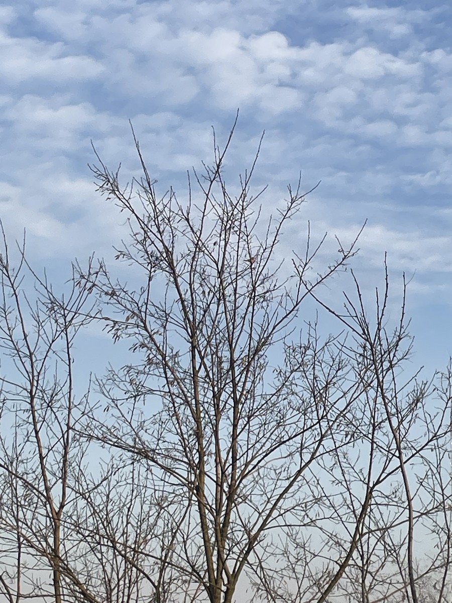 House Finch - ML634851924