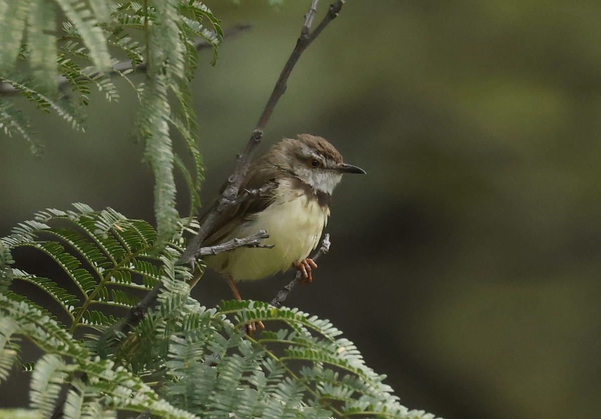 Black-chested Prinia - ML634852199