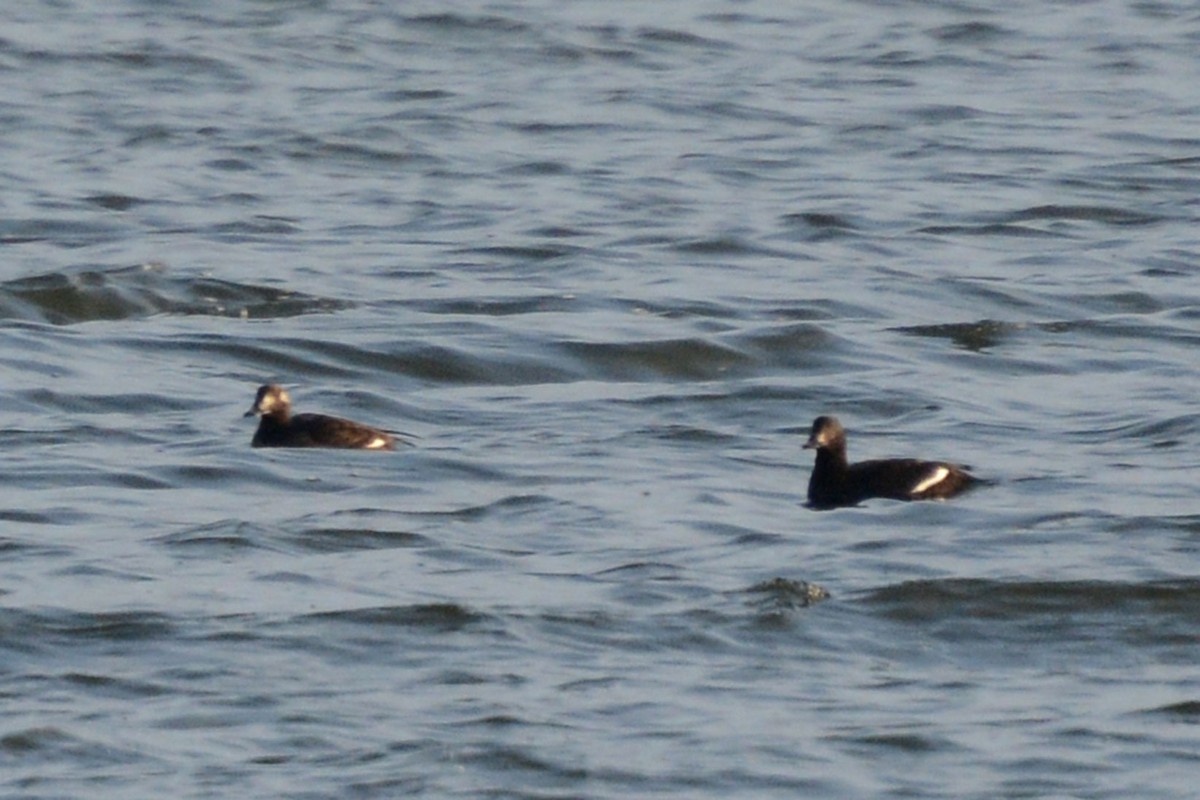 White-winged Scoter - Janet Rathjen