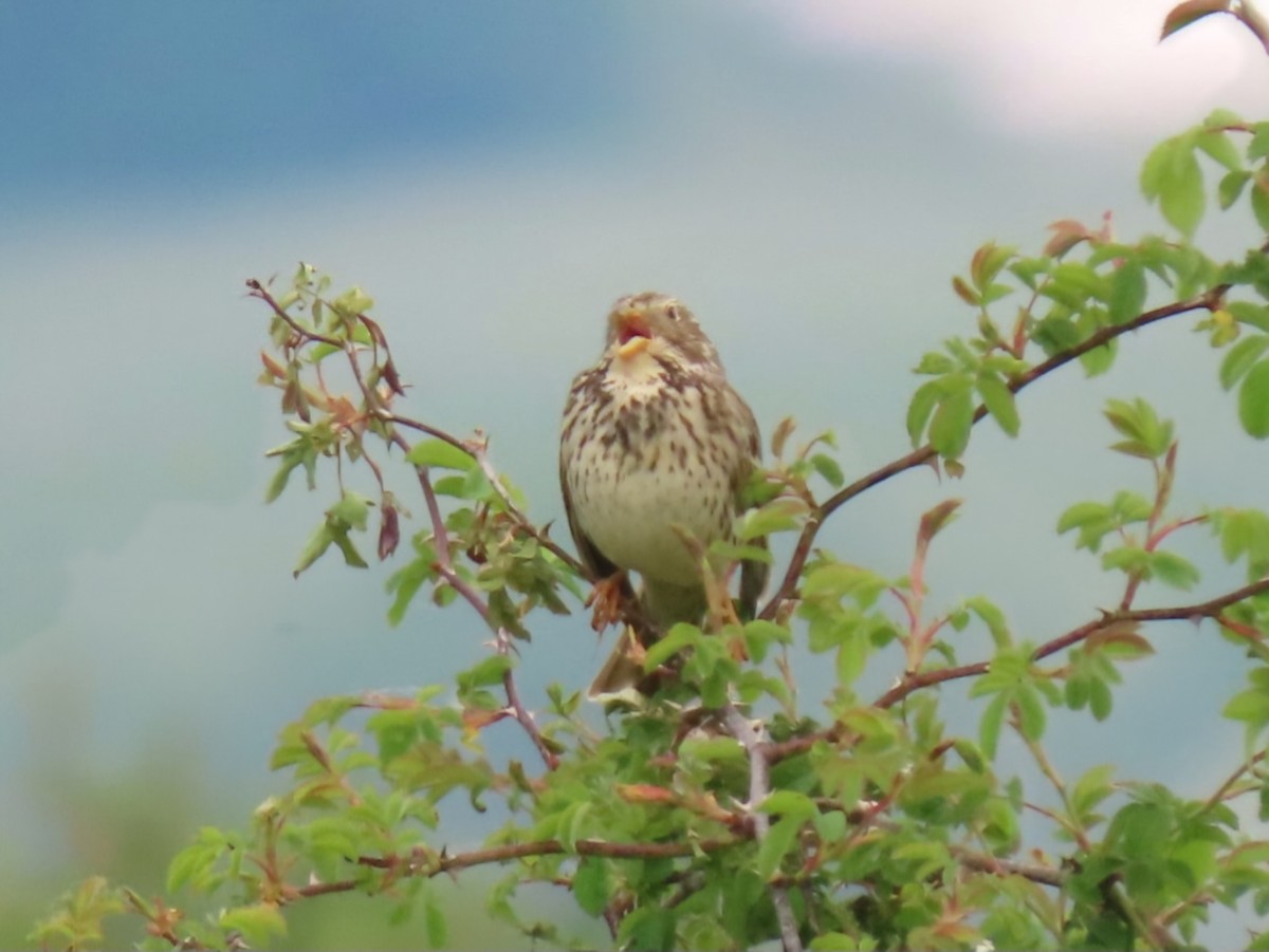 Corn Bunting - ML634852270