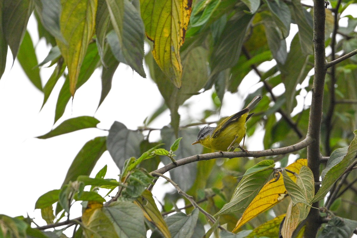 Gray-hooded Warbler - ML634852292