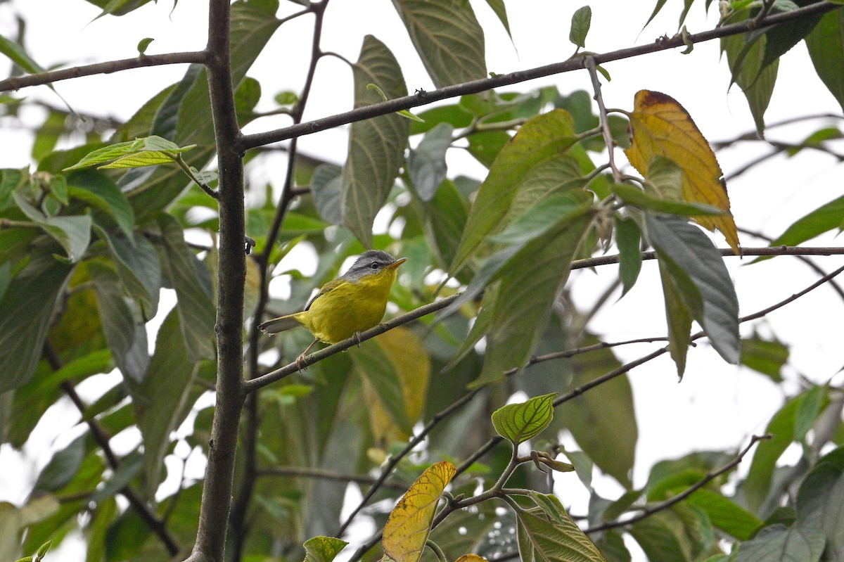 Gray-hooded Warbler - ML634852293