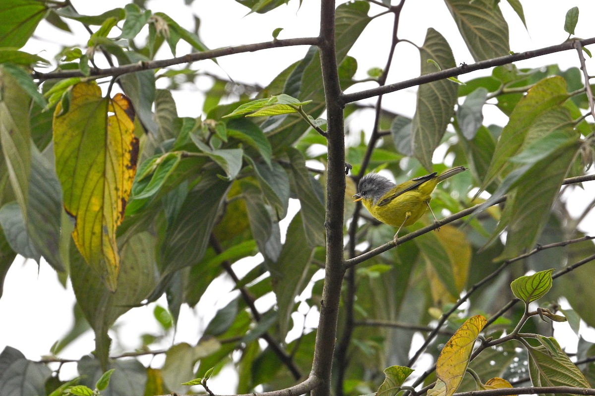 Gray-hooded Warbler - ML634852294