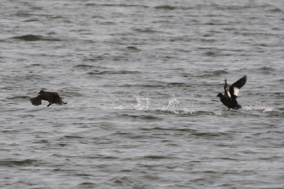 White-winged Scoter - ML63485231