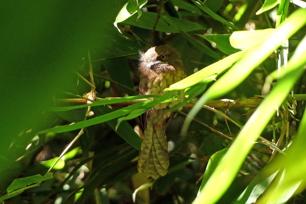 Gould's Frogmouth - ML634852345
