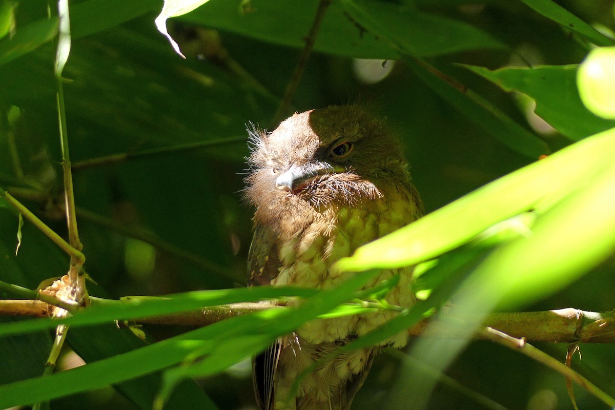 Gould's Frogmouth - ML634852346