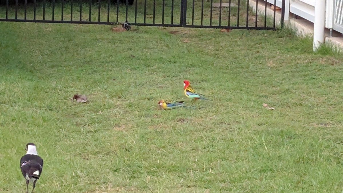 Eastern Rosella - ML634852365