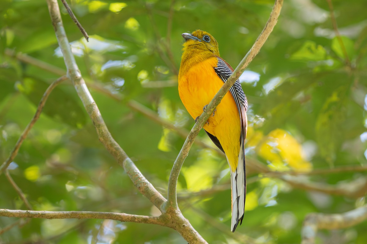 Orangebauchtrogon - ML634852371