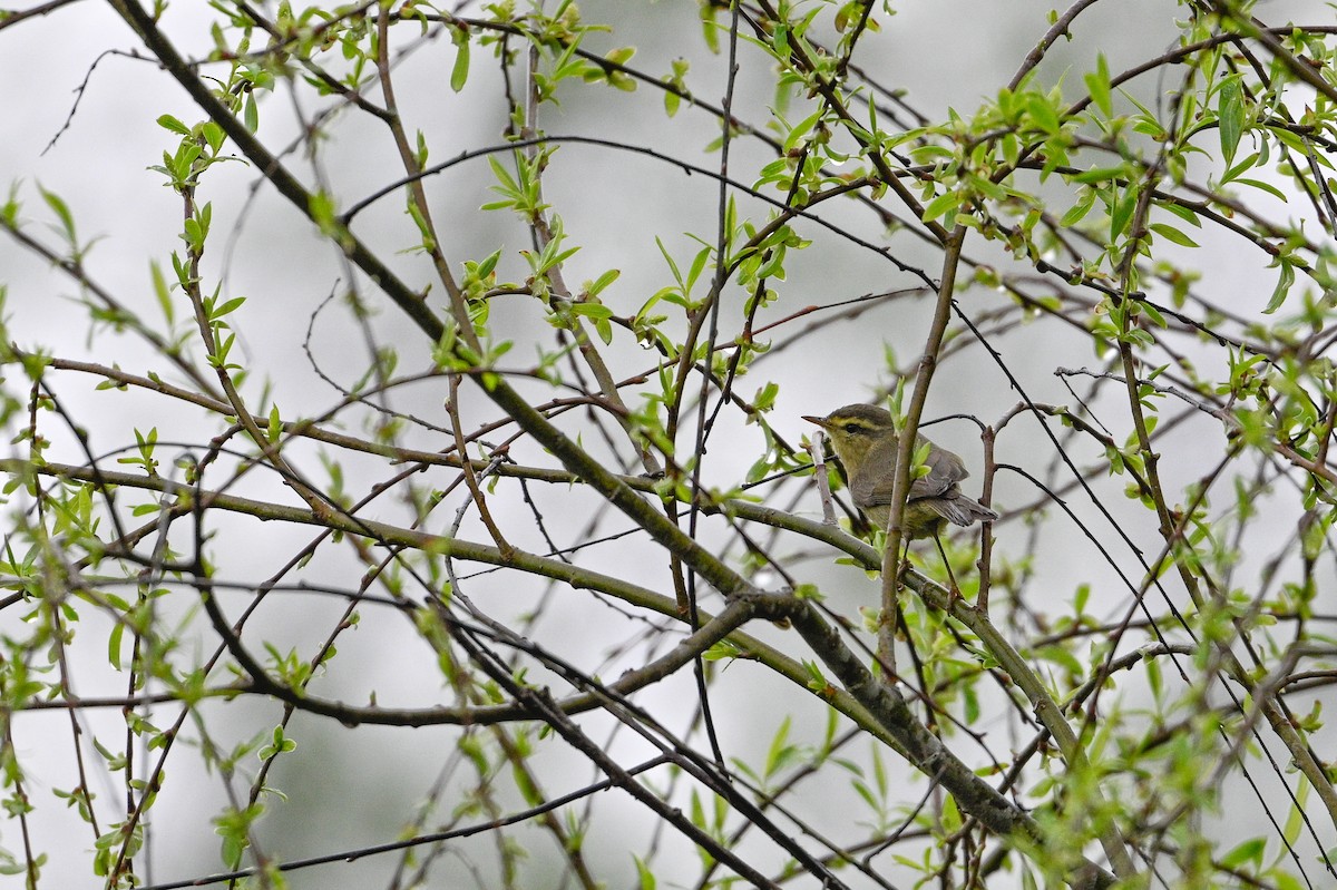 Tickell's Leaf Warbler (Tickell's) - ML634852541
