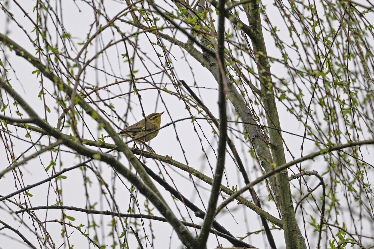 Tickell's Leaf Warbler (Tickell's) - ML634852542