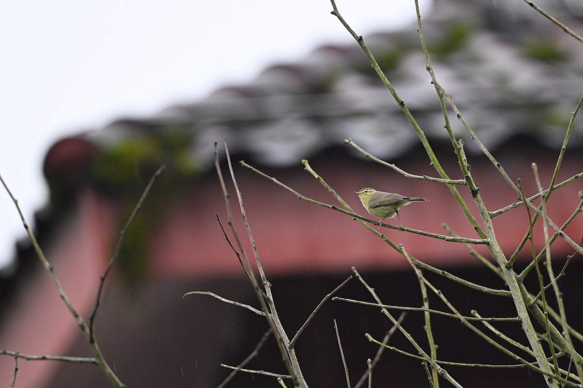 Tickell's Leaf Warbler (Tickell's) - ML634852543