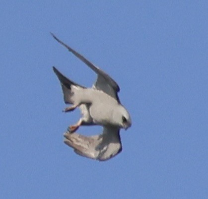 Mississippi Kite - ML634852618
