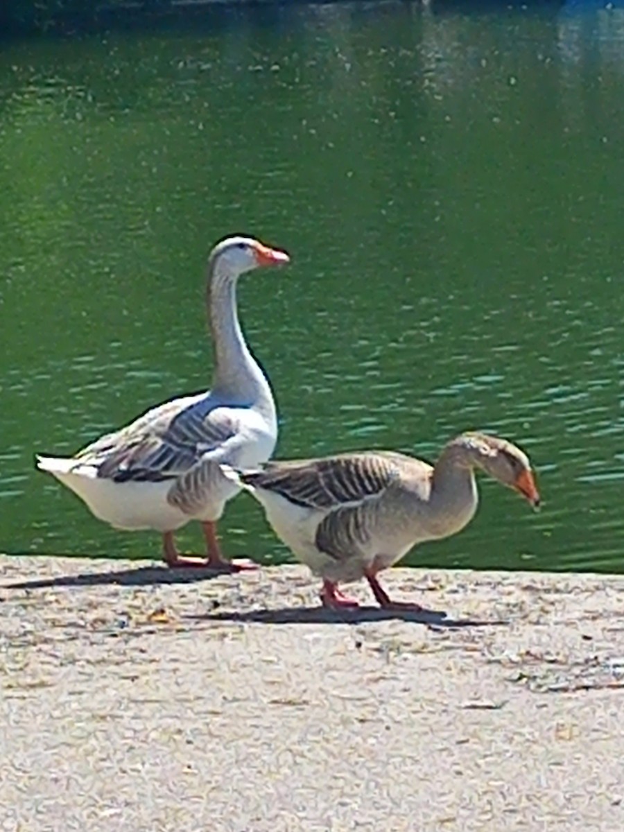 Graylag Goose - ML634852781