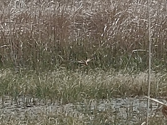 Solitary Snipe - ML634852920