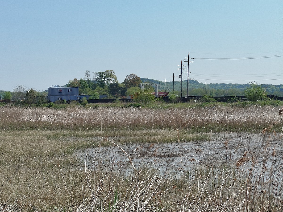Solitary Snipe - ML634852921