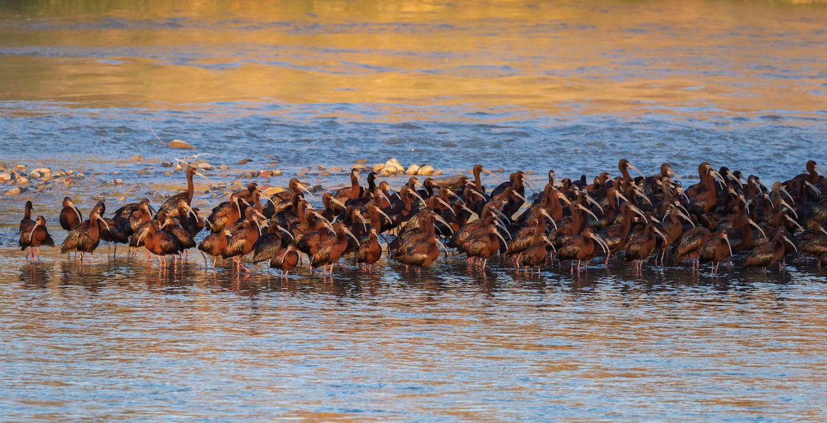 White-faced Ibis - ML634852938