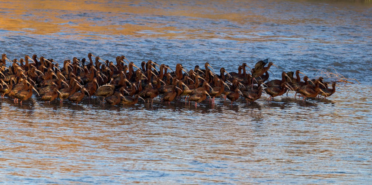 White-faced Ibis - ML634852939