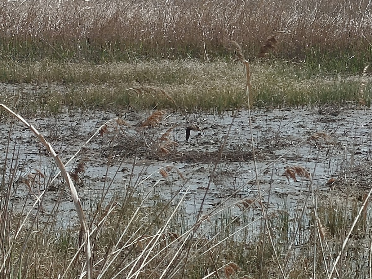 Solitary Snipe - ML634852946