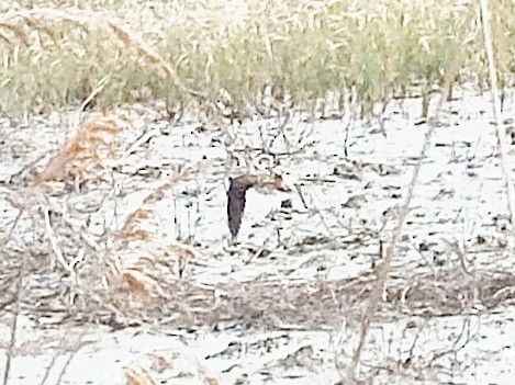 Solitary Snipe - ML634852947