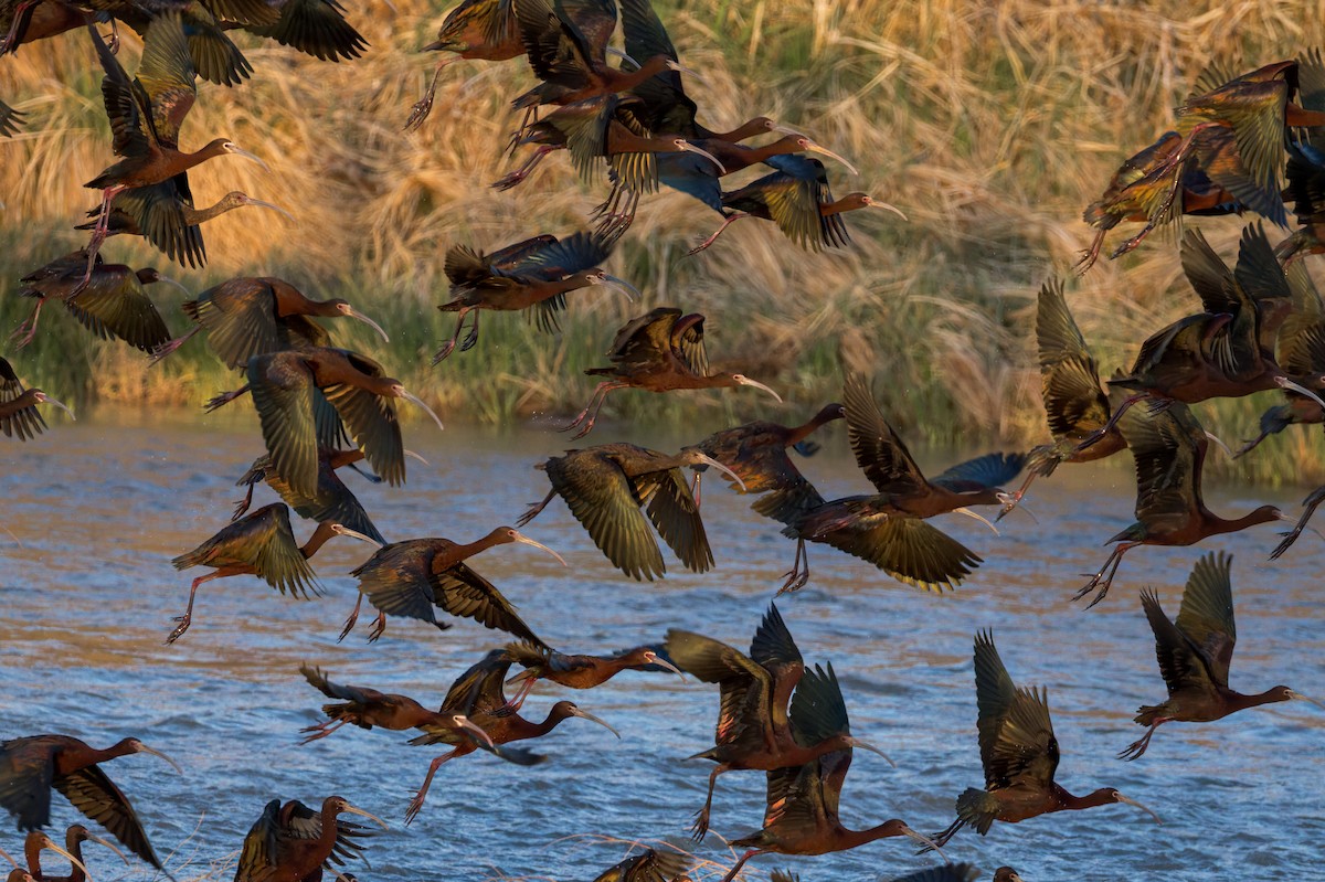 White-faced Ibis - ML634852952