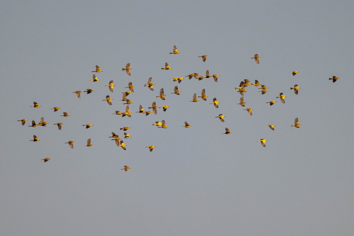 Arabian Golden Sparrow - ML634852955