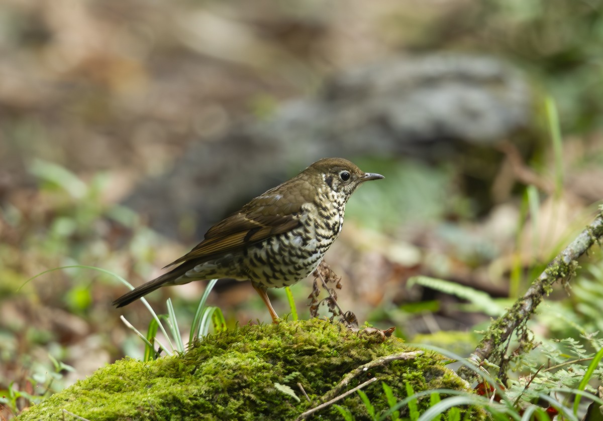 Long-tailed Thrush - ML634852972