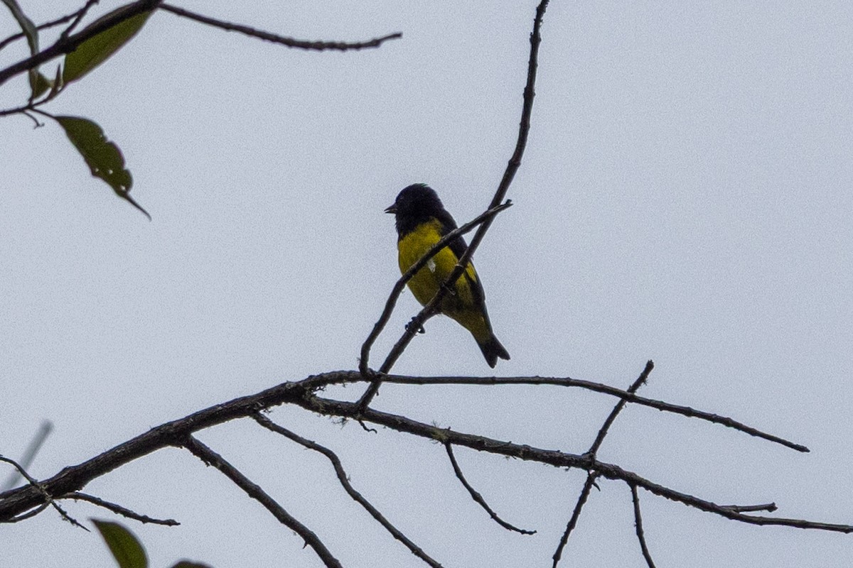 Tarin à ventre jaune - ML634852983