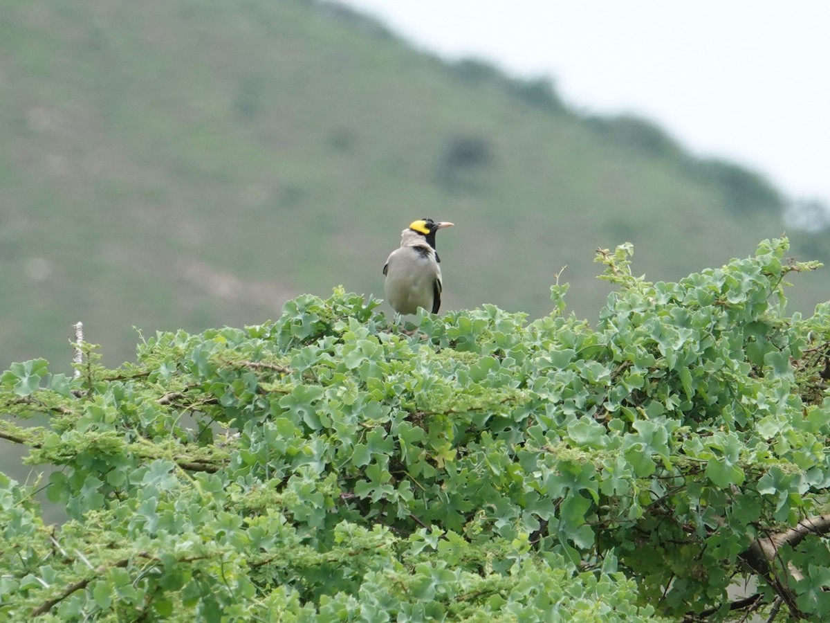 Wattled Starling - ML634853118