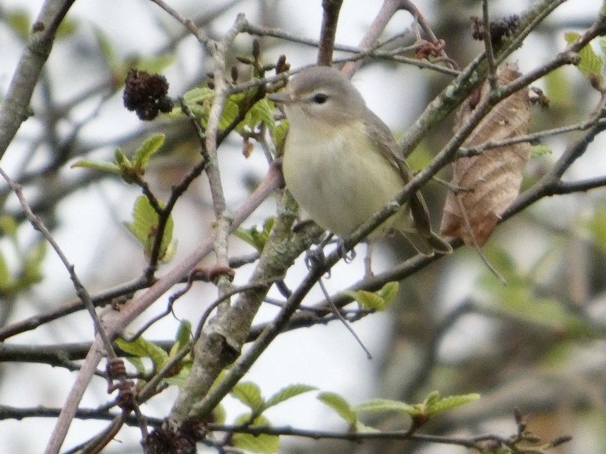 Warbling Vireo - ML634853274
